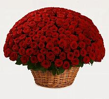 Премиум букет из: Розы в Туголесский Бор